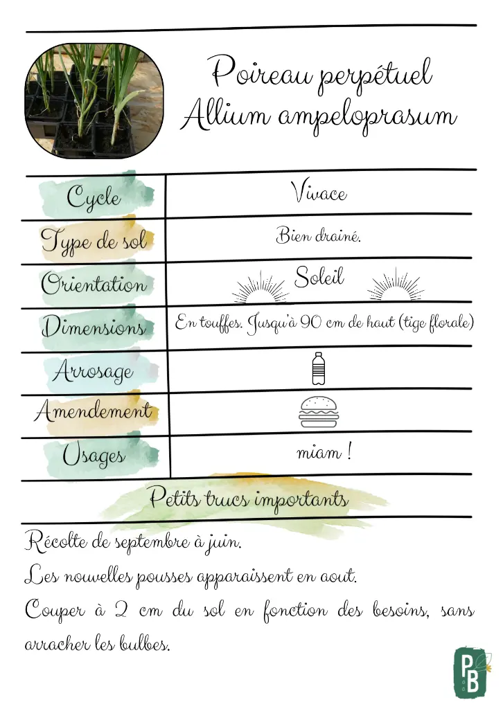 Poireaux perpétuels.webp